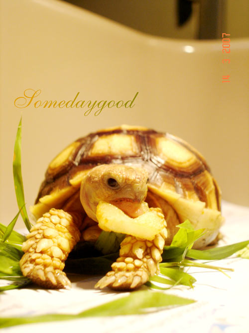 My Sulcata