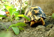 My Radiated tortoise