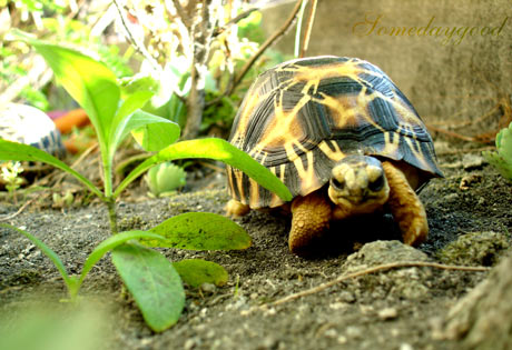My Radiated tortoise