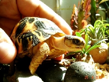 My Radiated tortoise