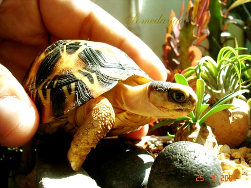 My Radiated tortoise