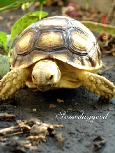 my Sulcata !!