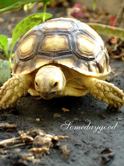 my Sulcata !!