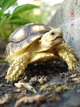 My Sulcata