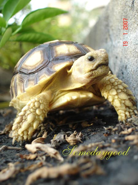 My Sulcata