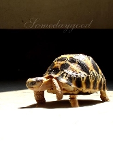 My Radiated tortoise