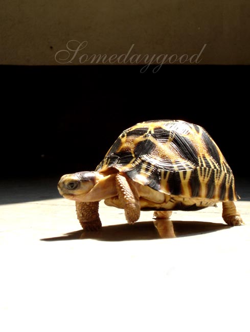 My Radiated tortoise