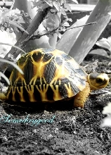 My Radiated tortoise