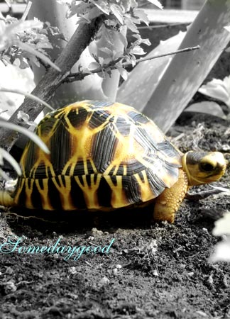 My Radiated tortoise