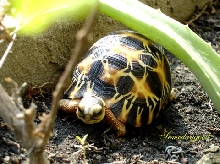 My Radiated tortoise