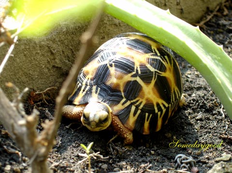 My Radiated tortoise