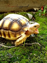 Z z z z ......