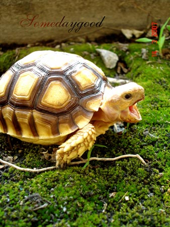 Z z z z ......