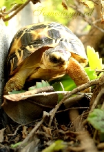 My Radiated tortoise