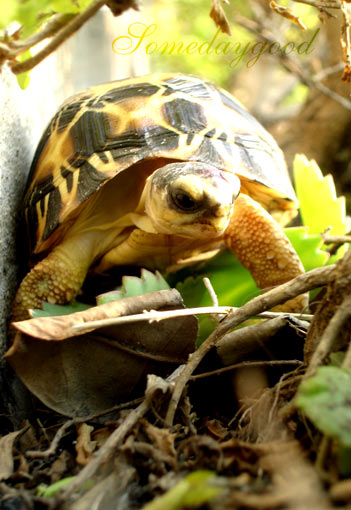 My Radiated tortoise