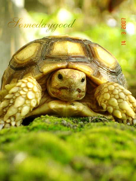 My Sulcata 2
