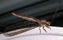 Unknown flying insect
