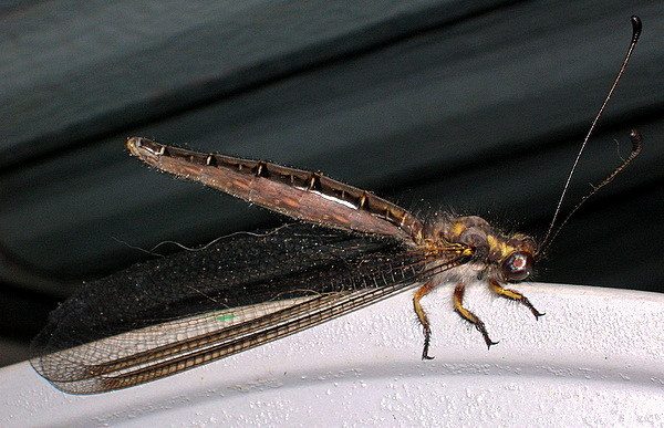 Unknown flying insect