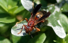 Please Identify