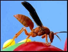 What kind of wasp is this?