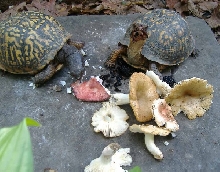 mushrooms & mulberries