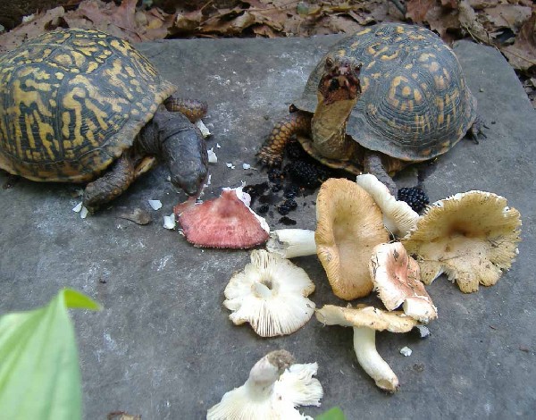 mushrooms & mulberries