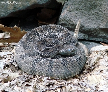 Timber Rattlesnake June 2007
