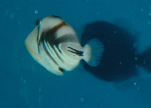Saltwater - Austin Aquariums