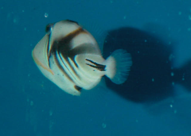 Saltwater - Austin Aquariums