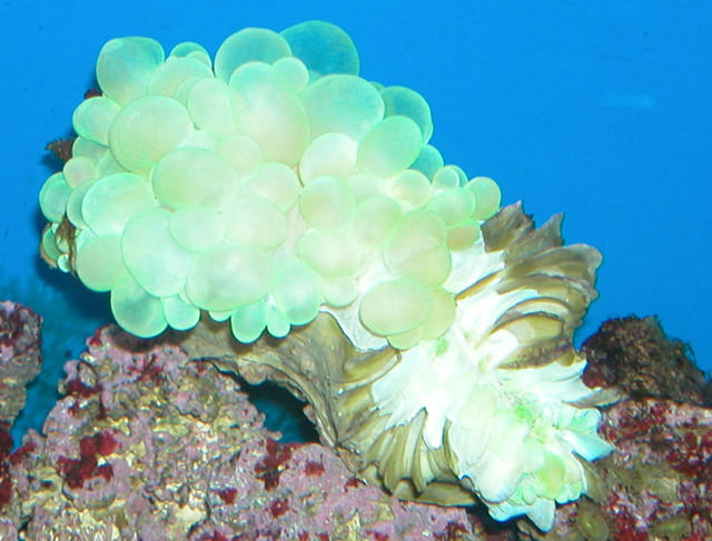 Saltwater Photos