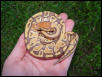 Caramel Albino
