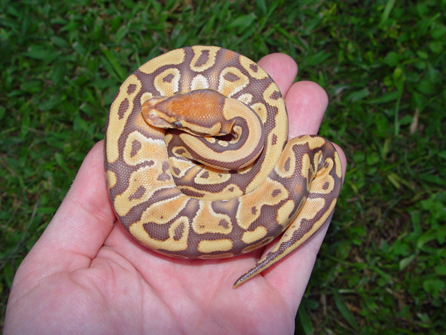 Caramel Albino