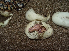 Caramel Albino Hatching!