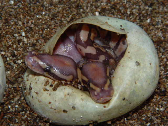 Upscale Reptile Caramel Albino Twins!!!!