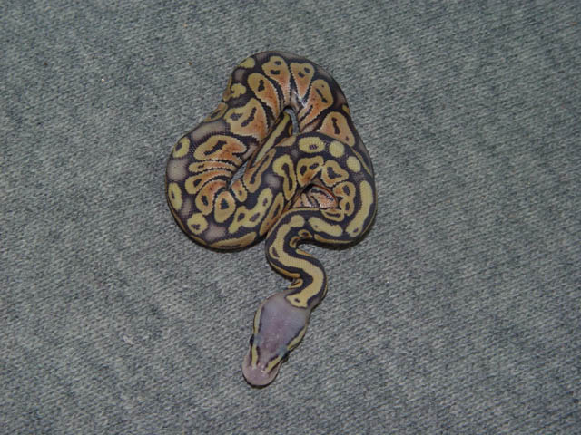 Pastel Ghost!