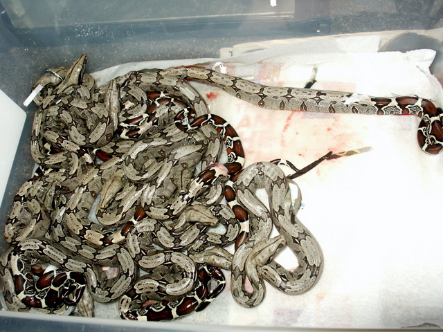 Sharp Babies