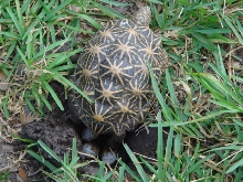 Indian Star Laying Eggs