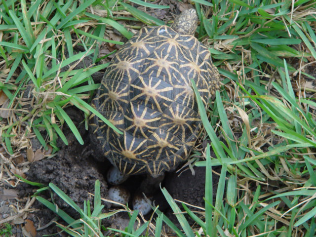 Indian Star Laying Eggs