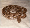 dumerils boa