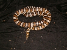 king/corn cross