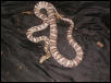 anery corn snake