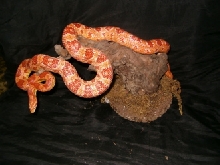 albino corn snake