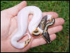 Black spot pied