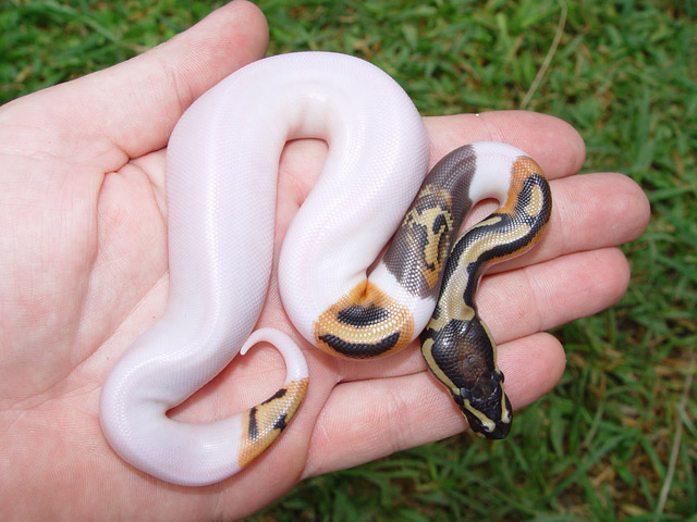 Black spot pied