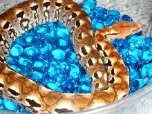 Mad Ground Boa