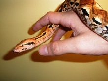 2007 Female Mad Ground Boa