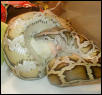 Chomp Chomp