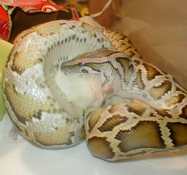 Chomp Chomp