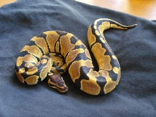 Male Ball