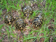 Adult Western Herman's Tortoises